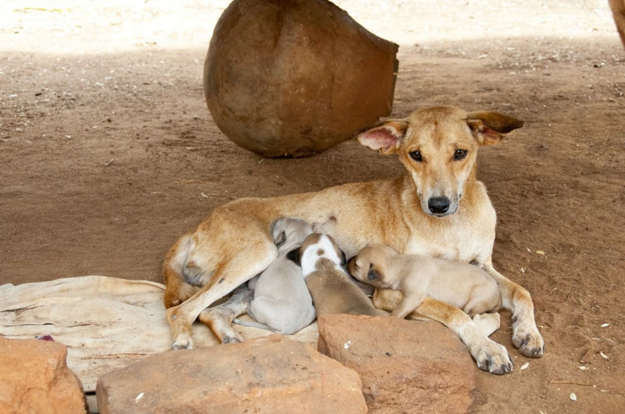 1018918_kenya_dog_bruno_with_puppys
