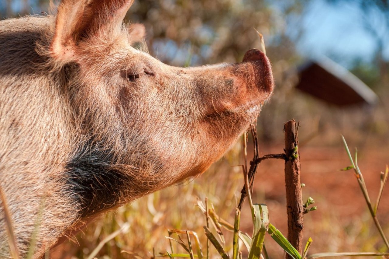 Free range pig on a farm in Brazil