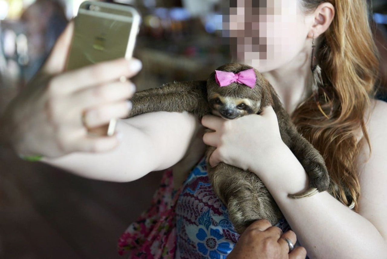 A sloth used for tourist selfies in the Amazon.