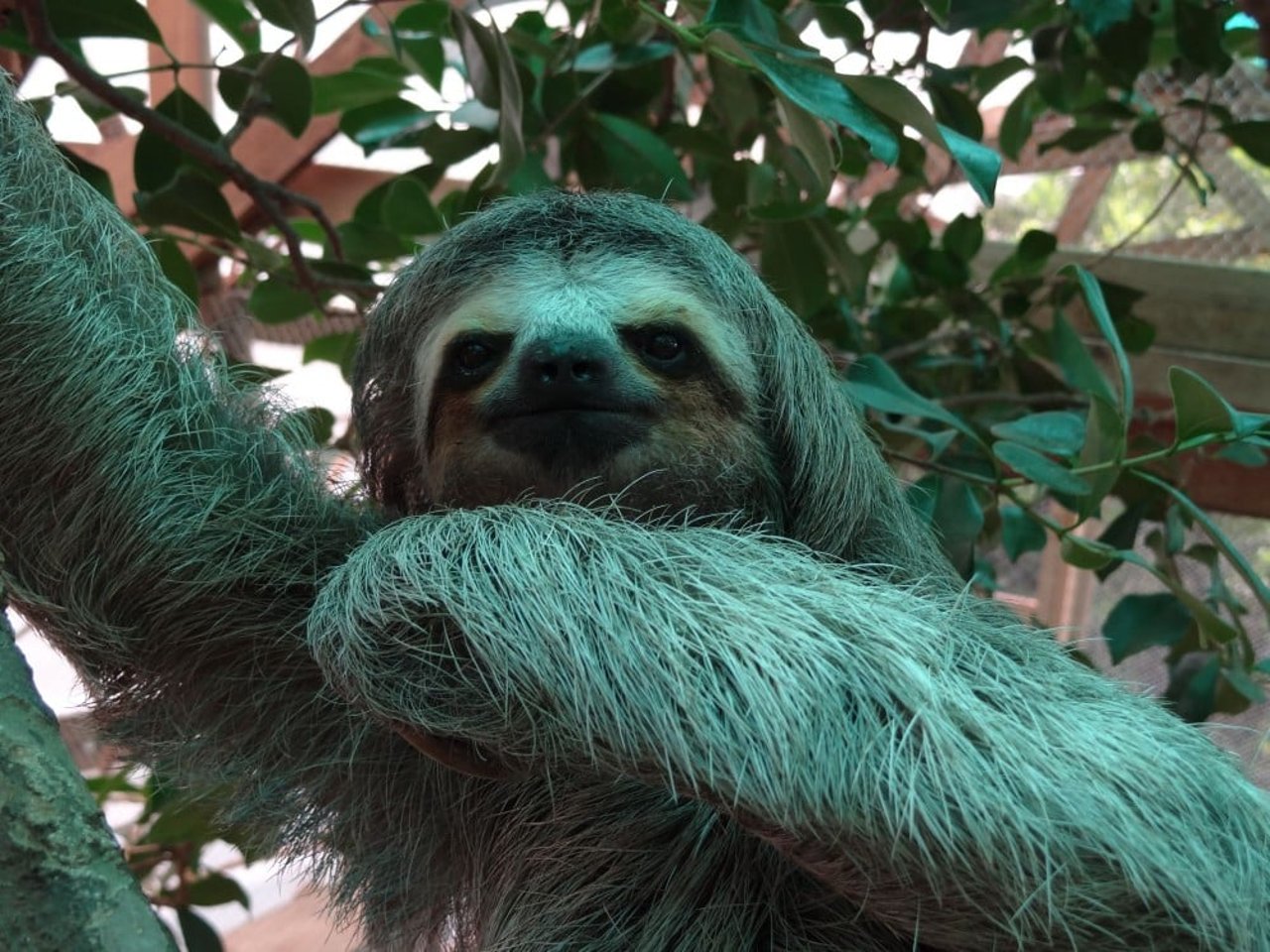 1020195_sloth_lucky