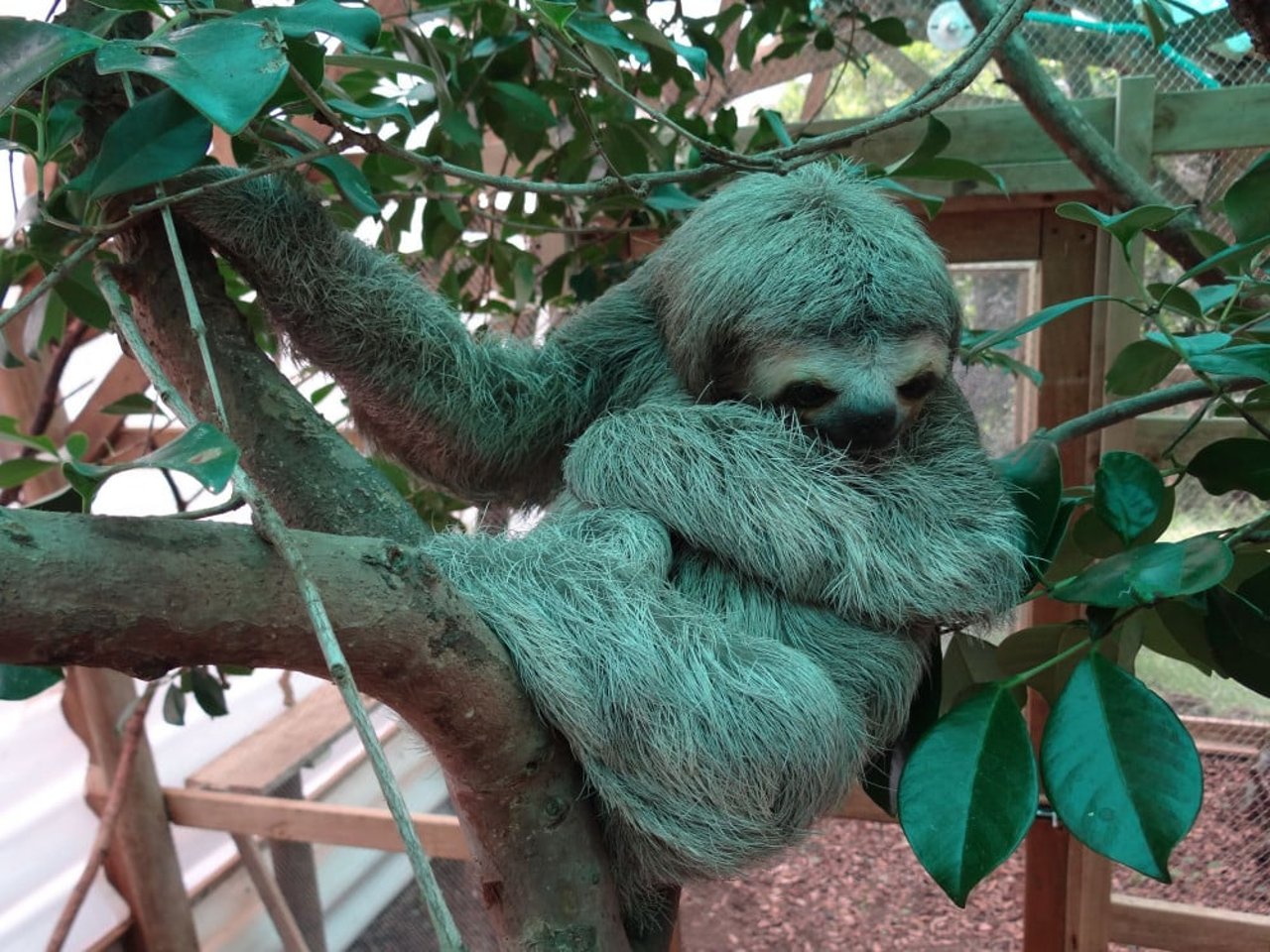 1020196_sloth_lucky