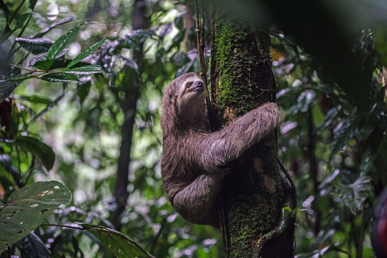 Colombia: Se när sengångaren Chocoanita får återvända till naturen