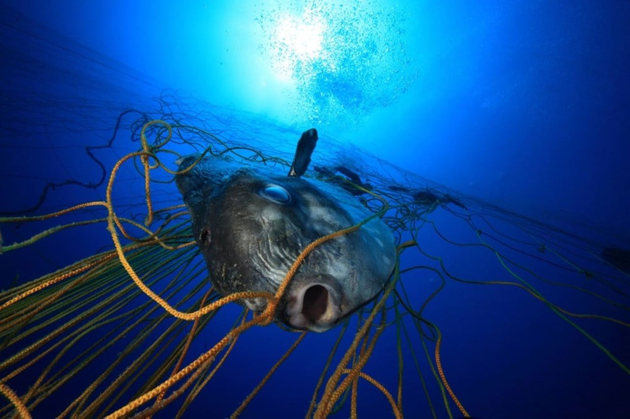 Fish entangled in discarded fishing nets