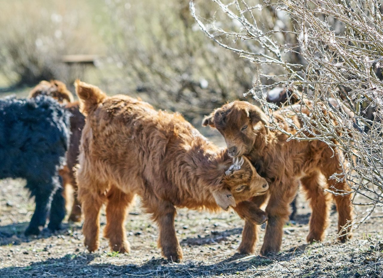 Mongolia’s Dzud: Steppes to recovery