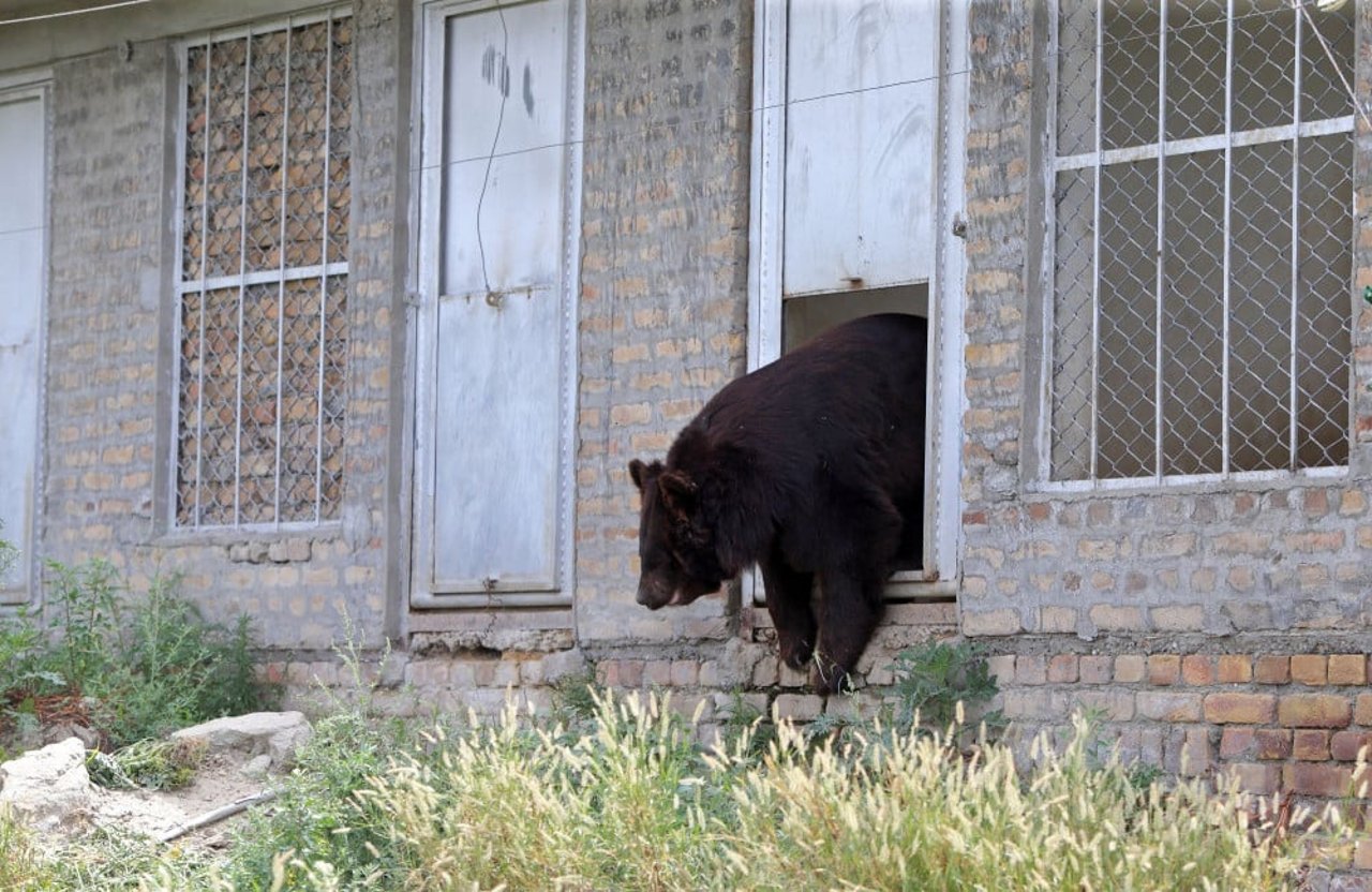 1021633_anokha_rescued_bear_pakistan