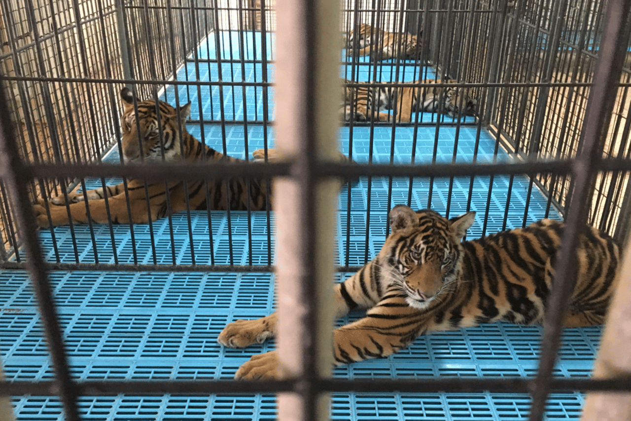 1021711_tiger_cubs_in_cages