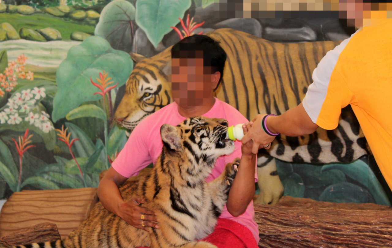 1021714_tiger_cub_bottle_feeding