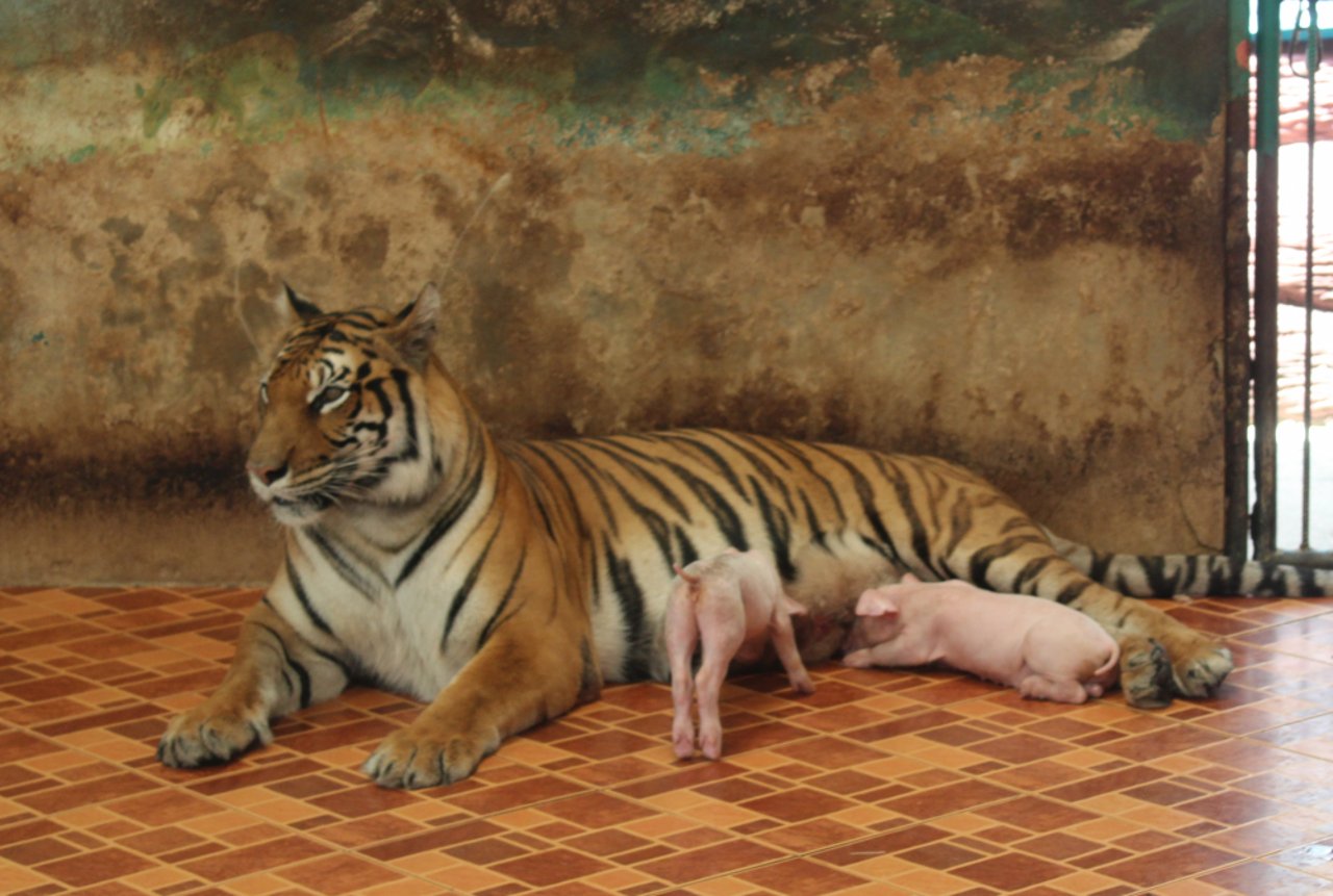 1021725_tiger_nursing_piglets