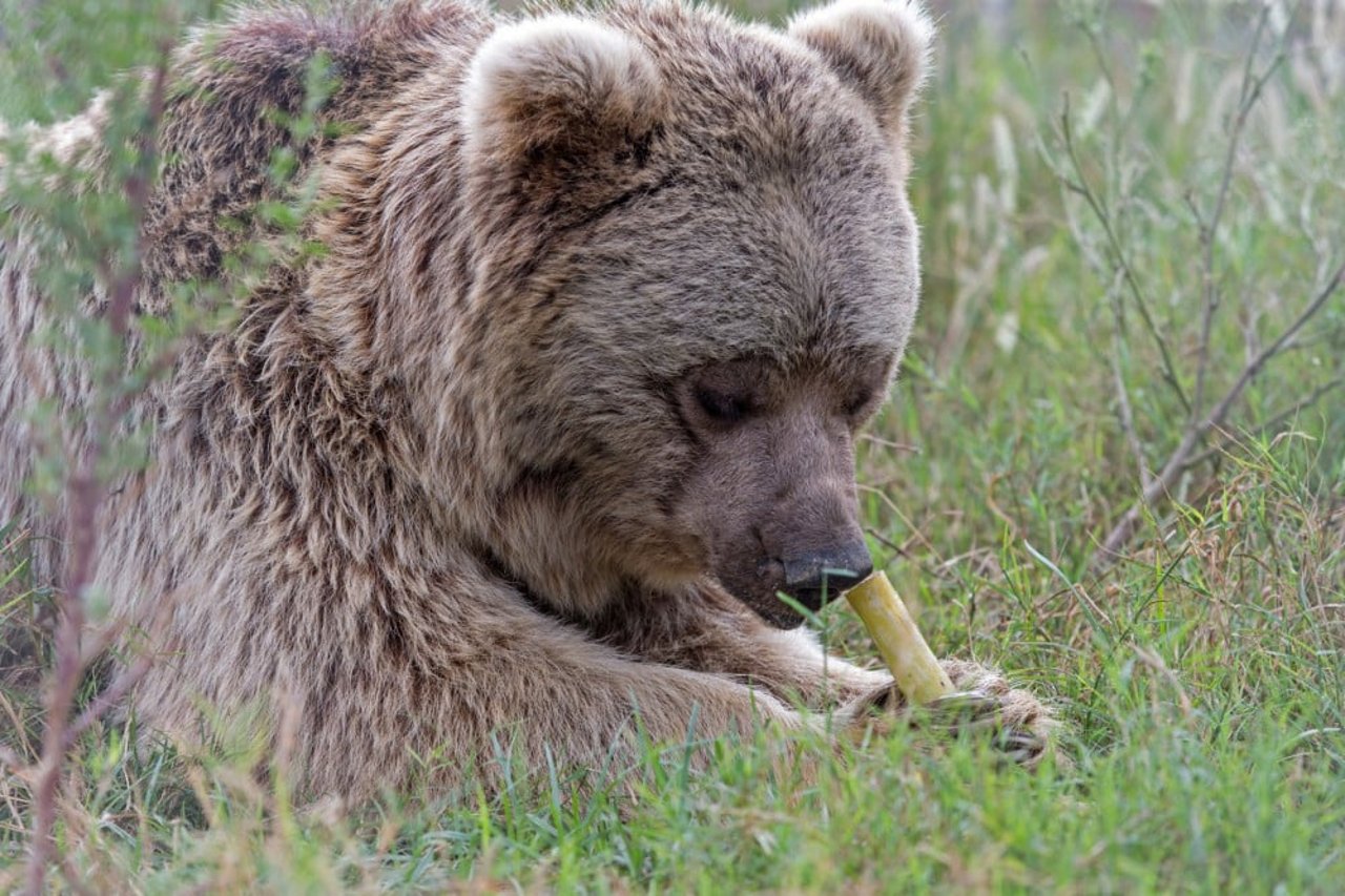 Björnen Bhoori i reservatet