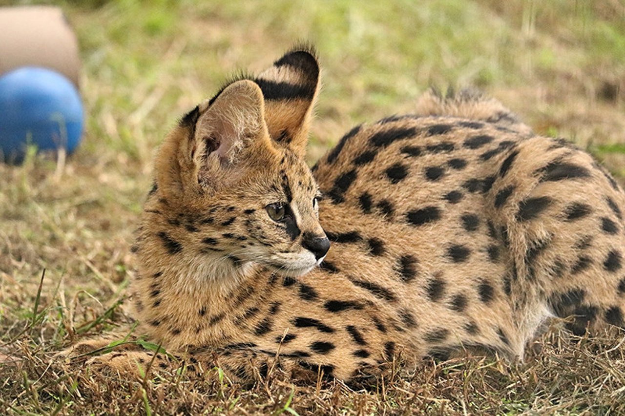 Pictured: A serval cat in a sanctuary.