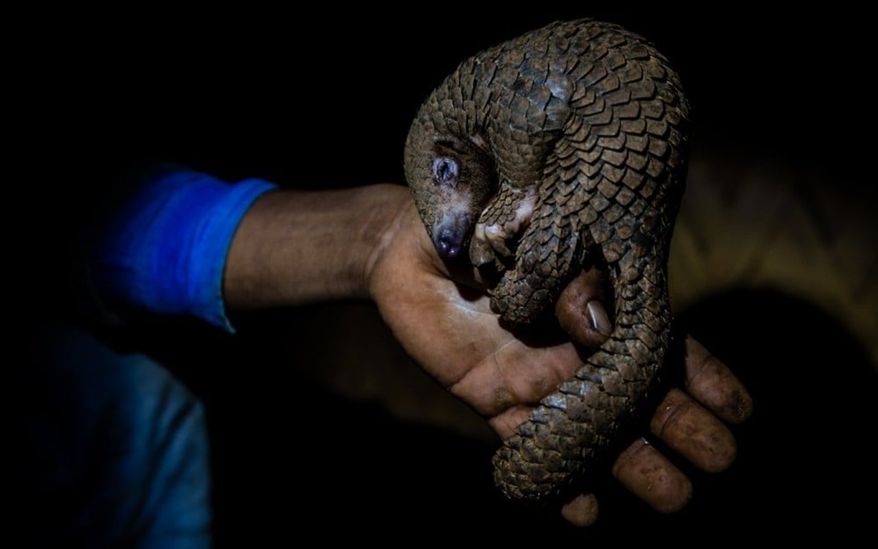 Pangolins are poached from the wild to be sold into the wildlife trade ban.