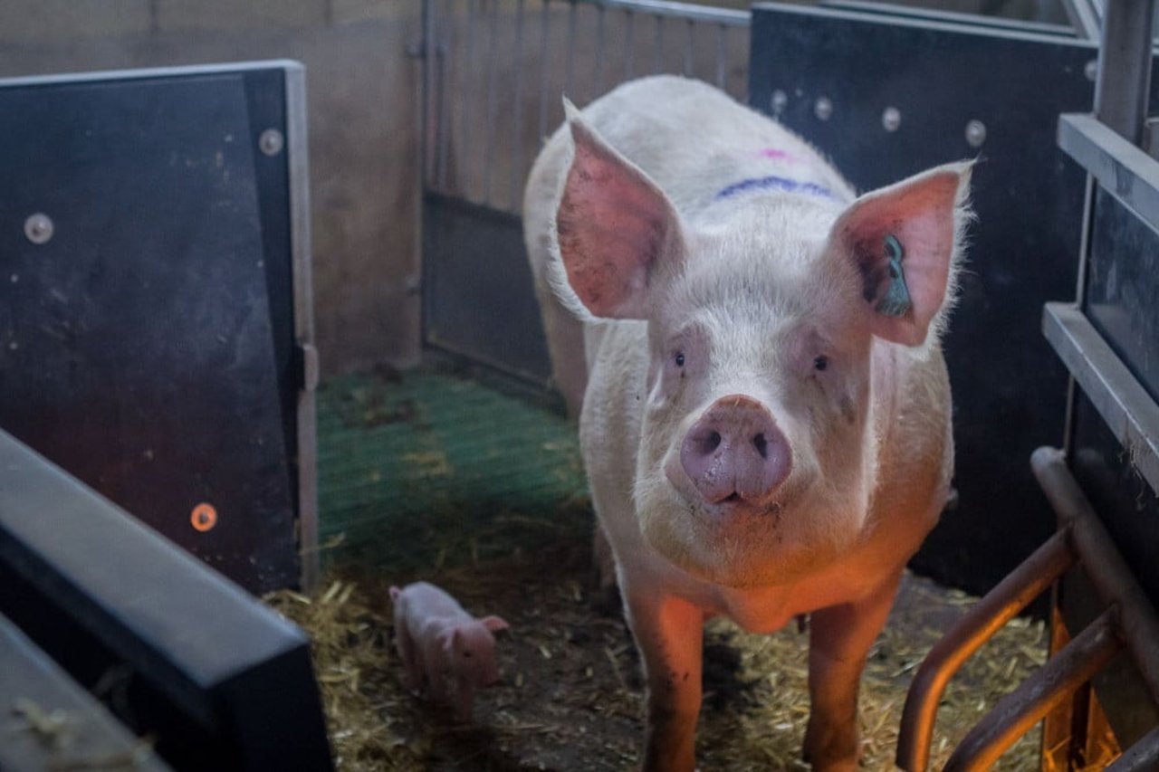 High welfare pig farmed to RSPCA Assured standards