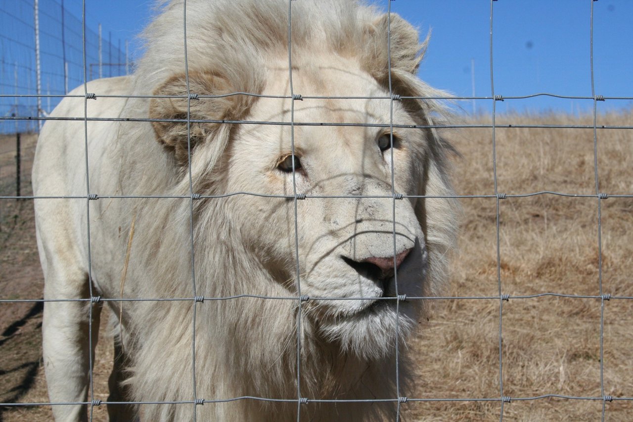 En av de 8 000 - 12 000 lejon som föds upp i fångenskap