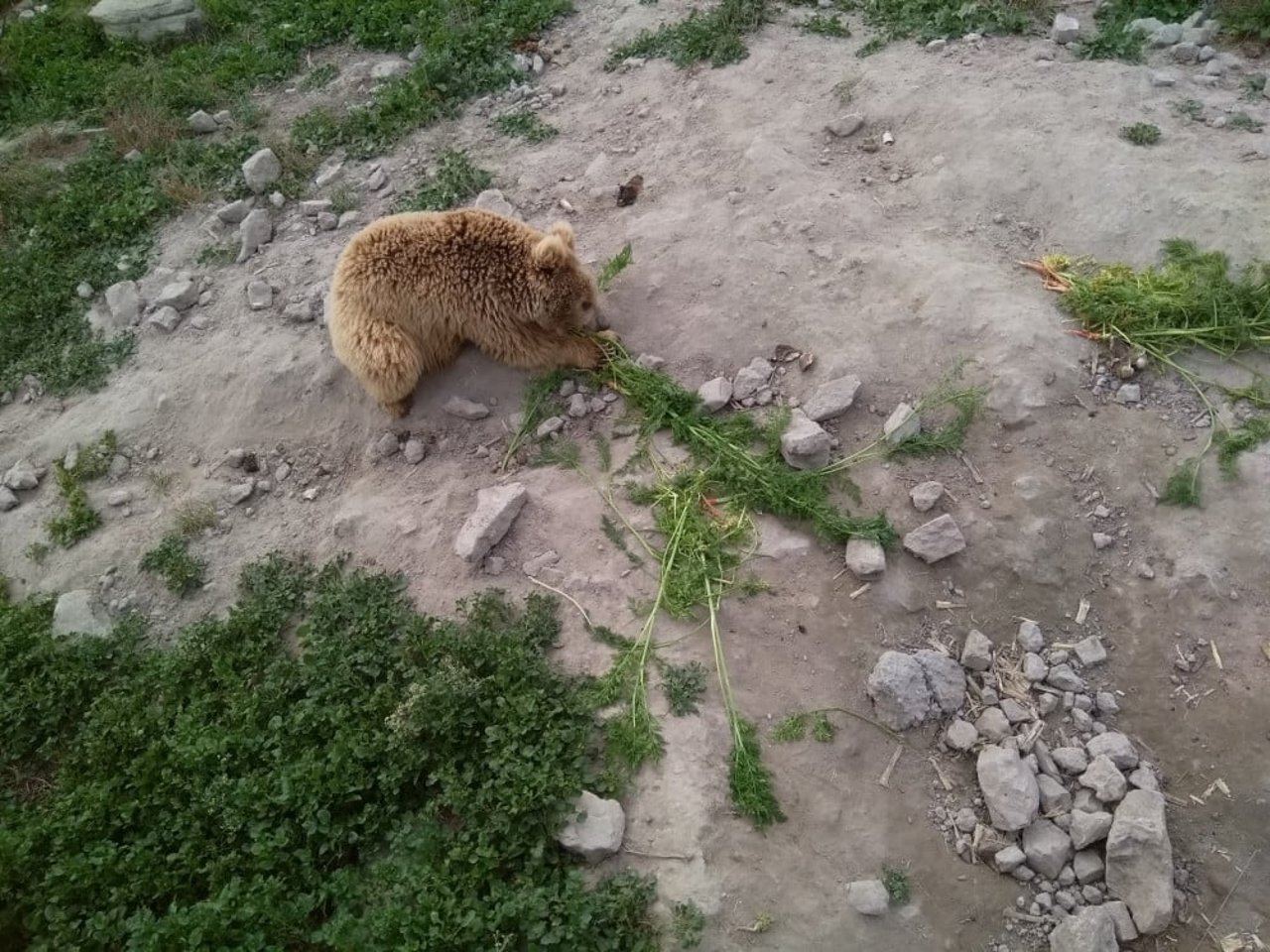 Björn njuter av morötter i reservat