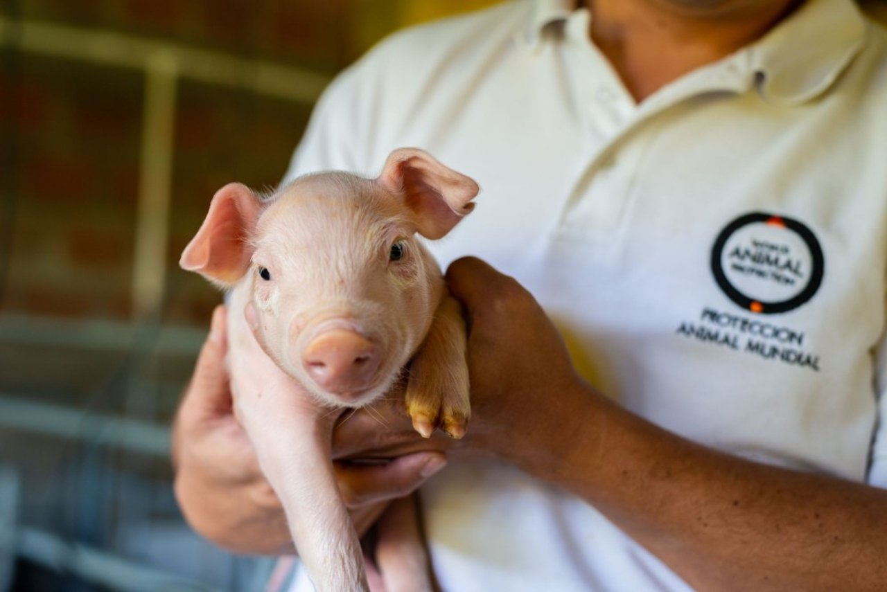 World Animal Protection staff holding piglet