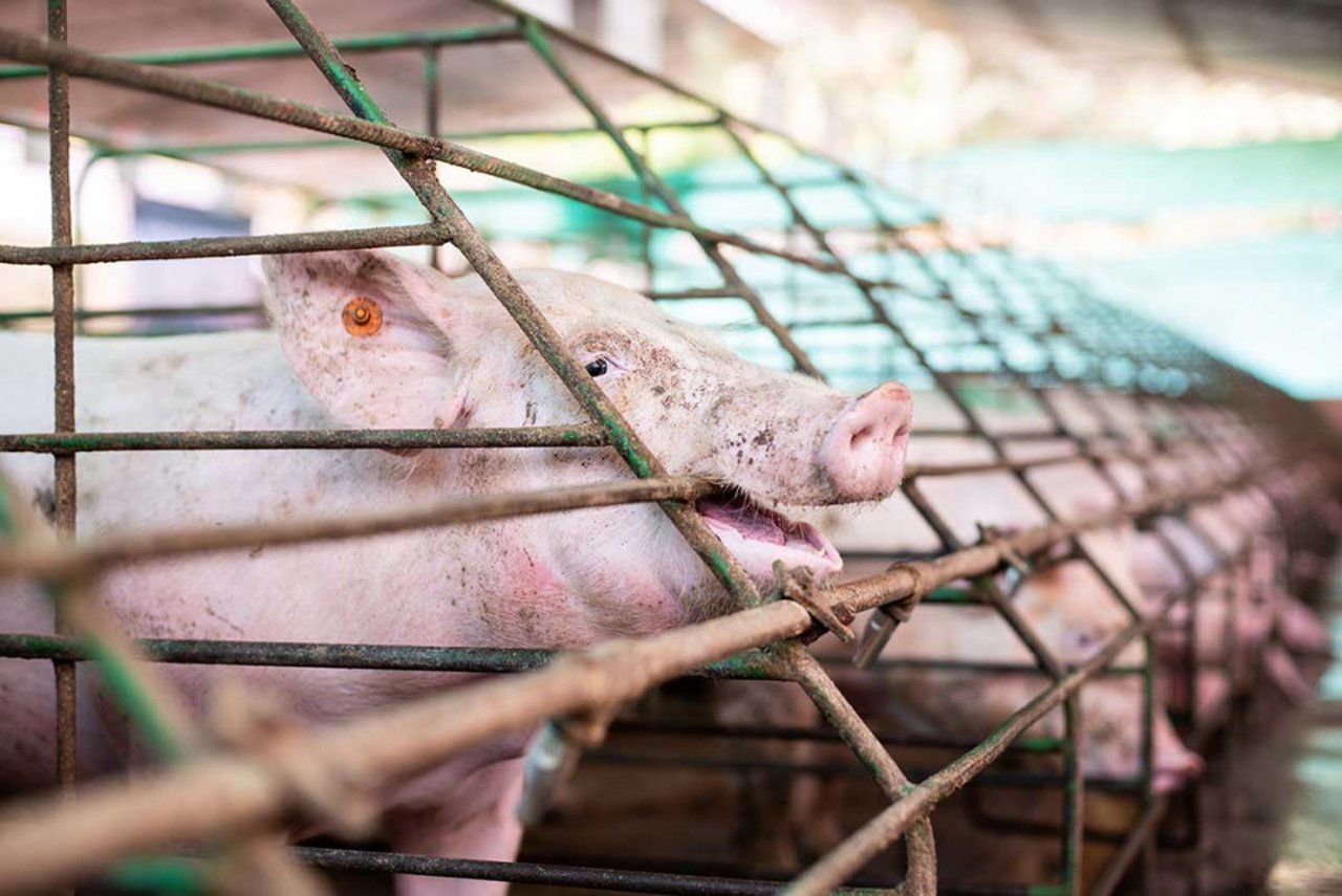 Mother pigs are confined to steel cages. They cannot turn aro und and cannot reach their piglets to care for them. Wherever animals are farmed, they deserve to be spared cruel treatment and to have lives worth living.