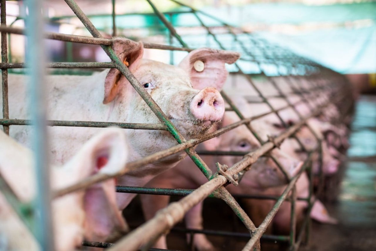 Mother pig in sow stall