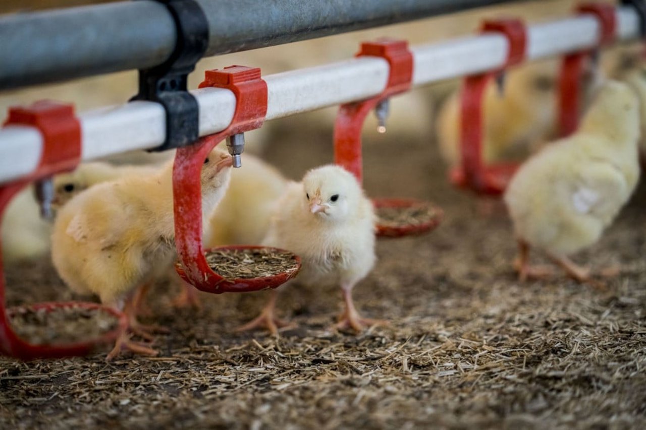Livet för en kyckling ser olika ut beroende på var den kommer ifrån