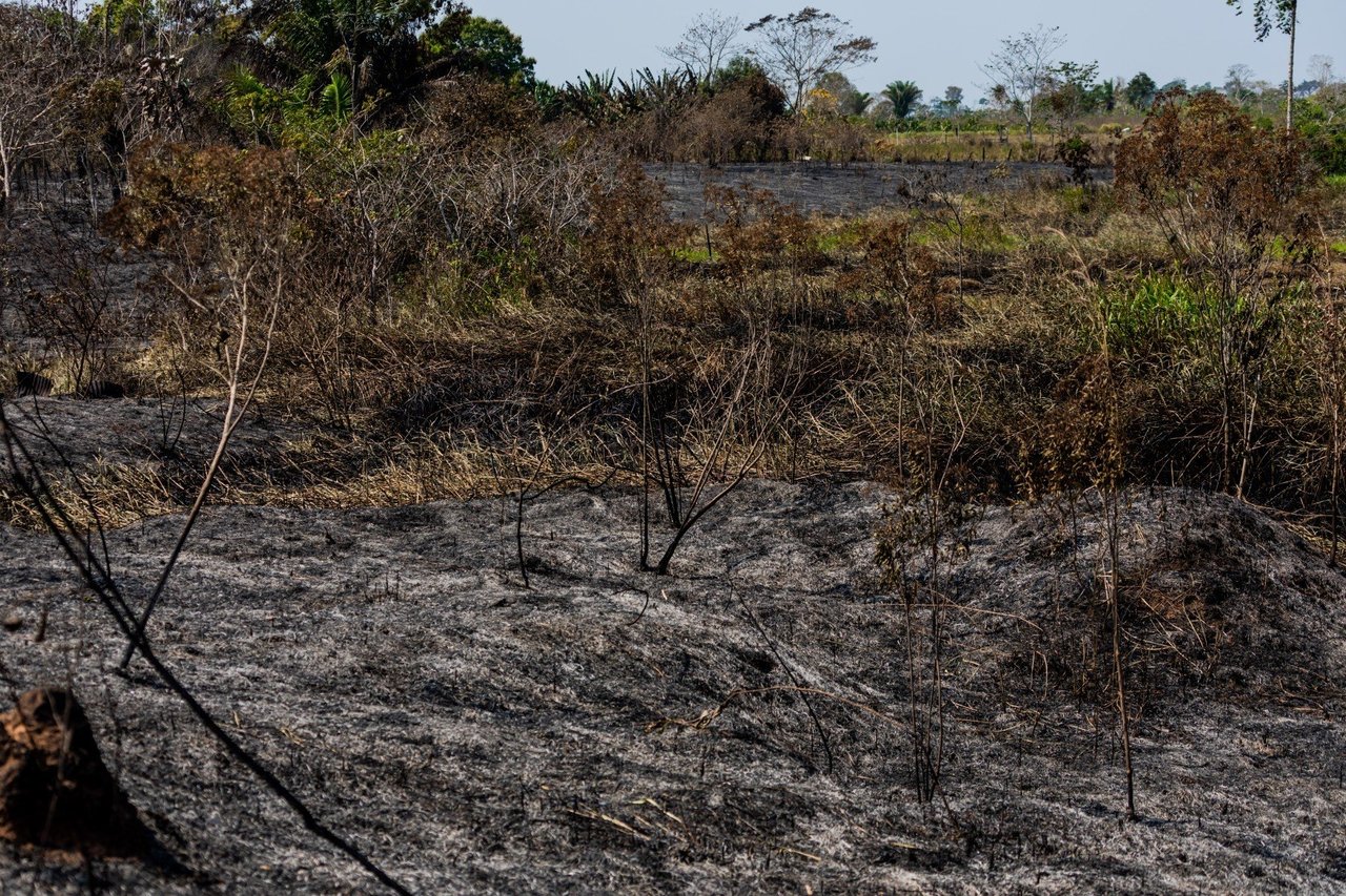 Runderen in Mato Grosso