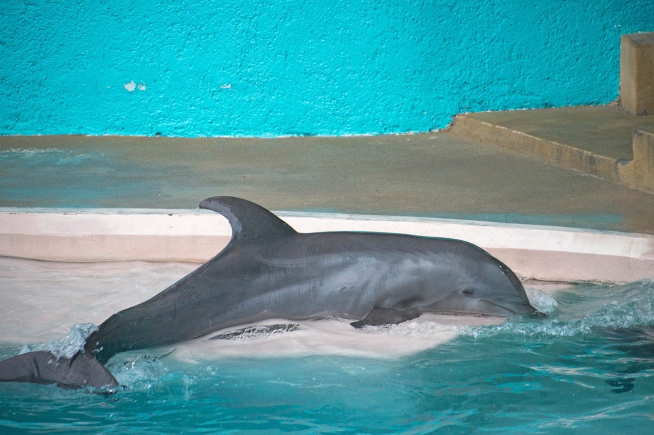 Över 3000 delfiner lever i fångenskap 