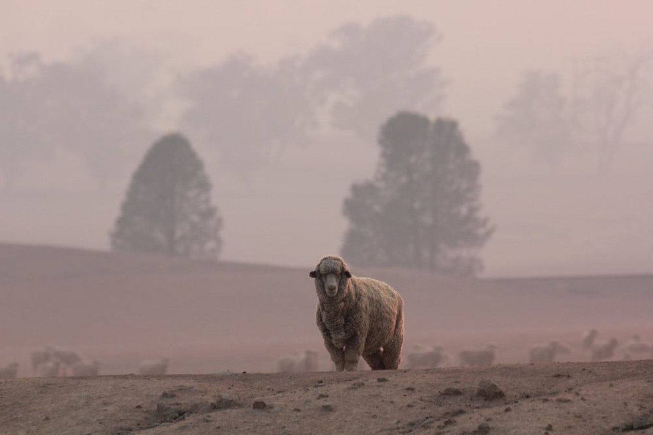 Australien skogsbränder