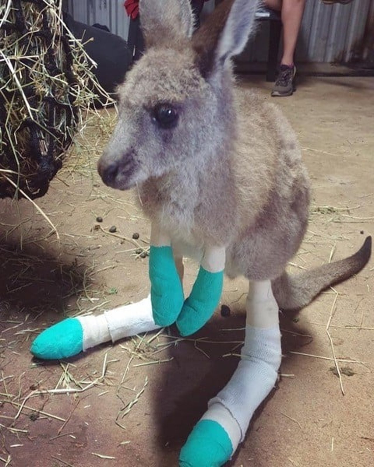Skadad känguru i Australien får hjälp 