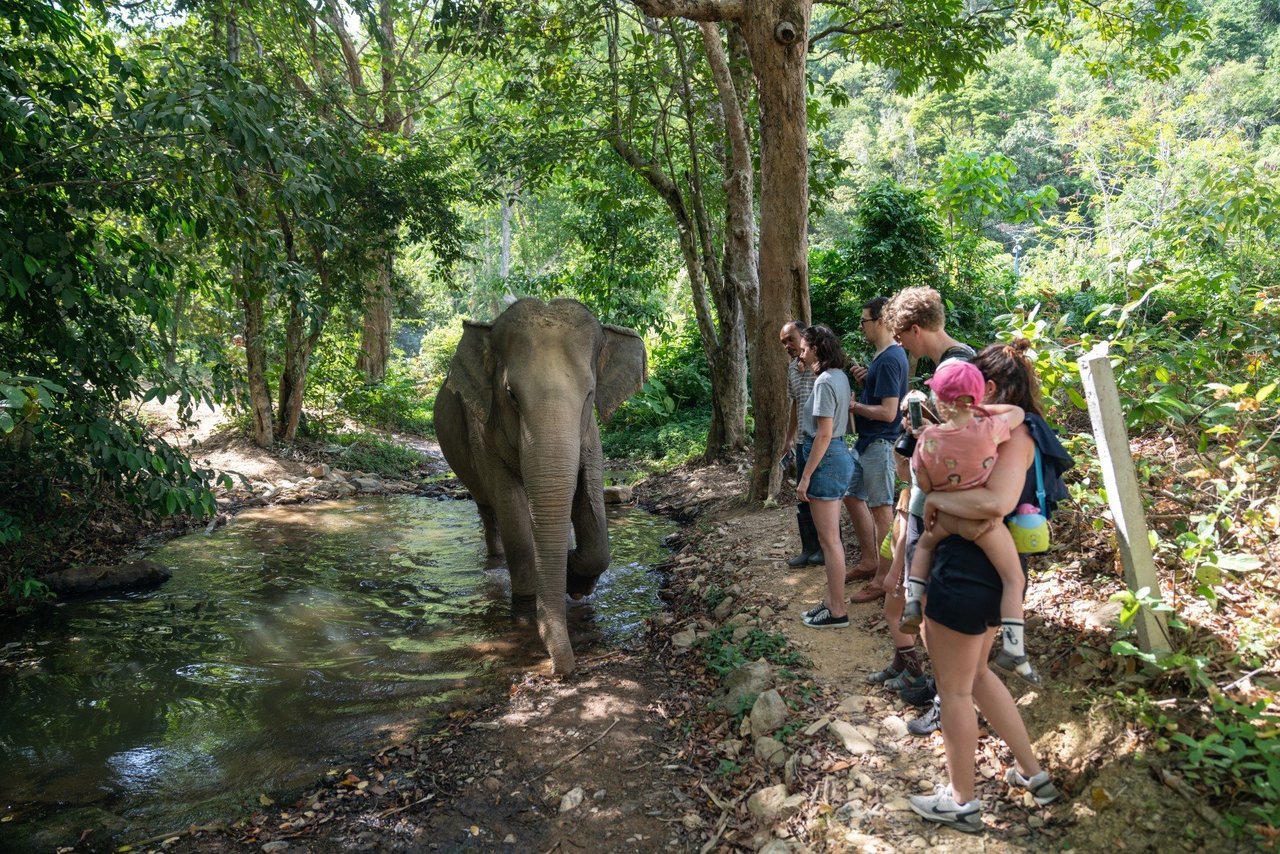 World Animal Proection Elephant Sanctuary Thai island of Koh Lanta