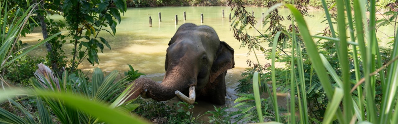 Following Giants er blevet en elefantvenlig lejr