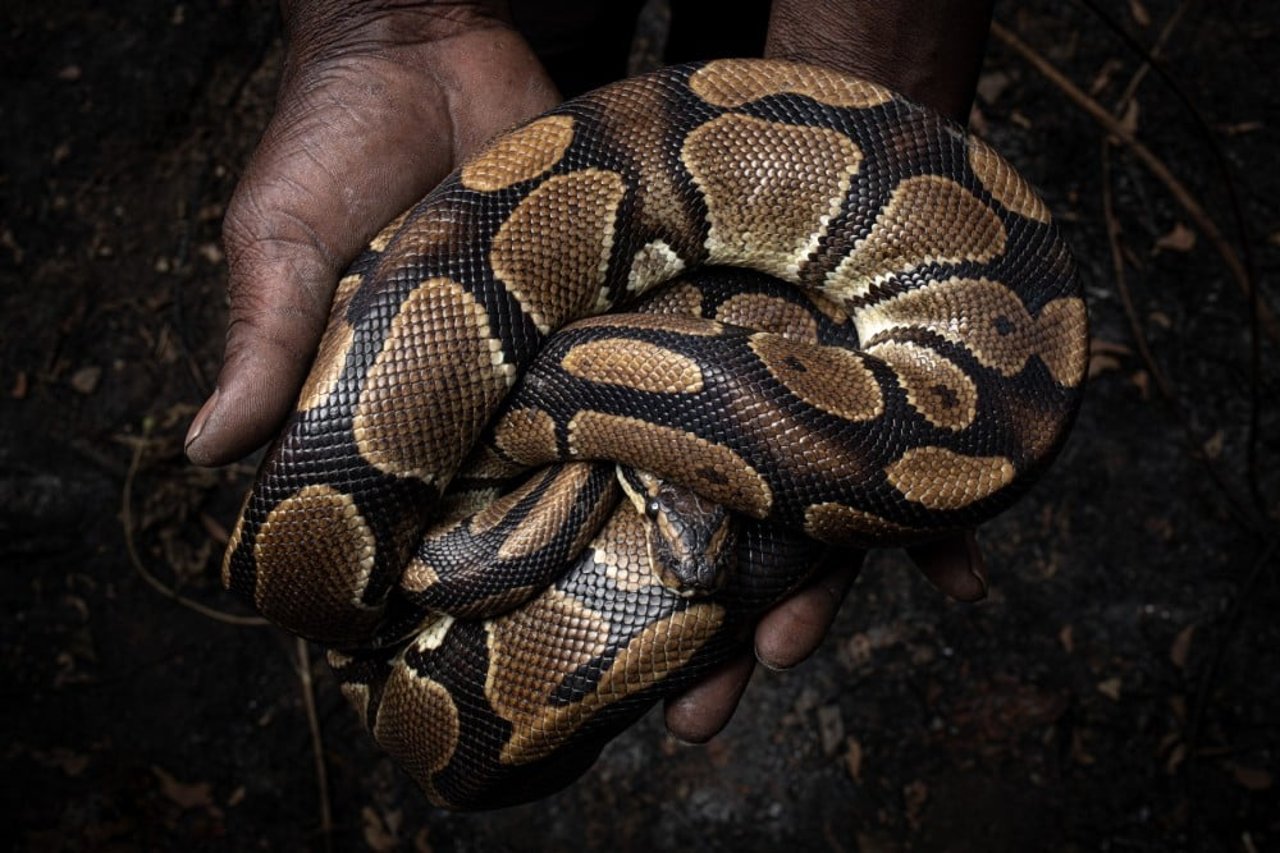 Ball python after hunting, Ghana. Credit: World Animal Protection / Aaron Gekoski