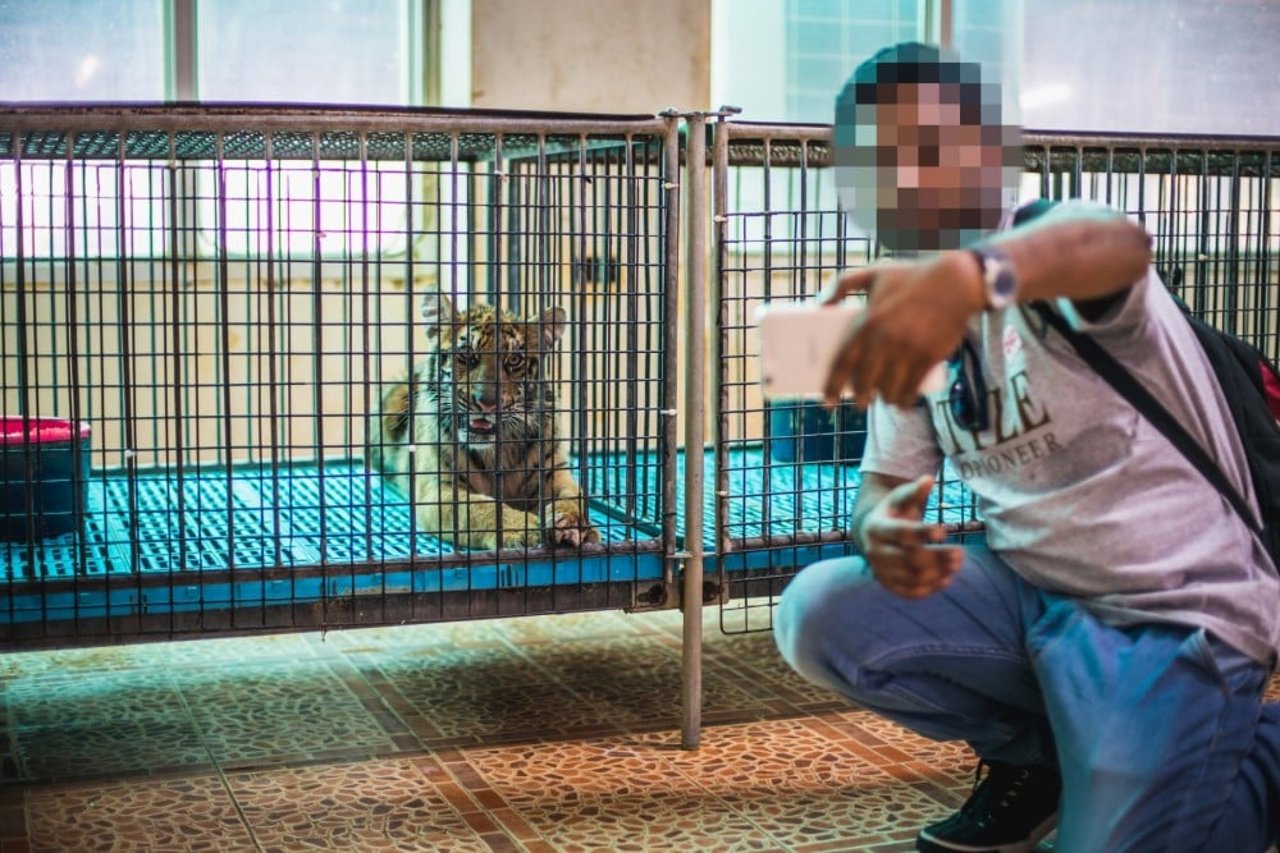 Turist tar en selfie med en tiger i fångenskap
