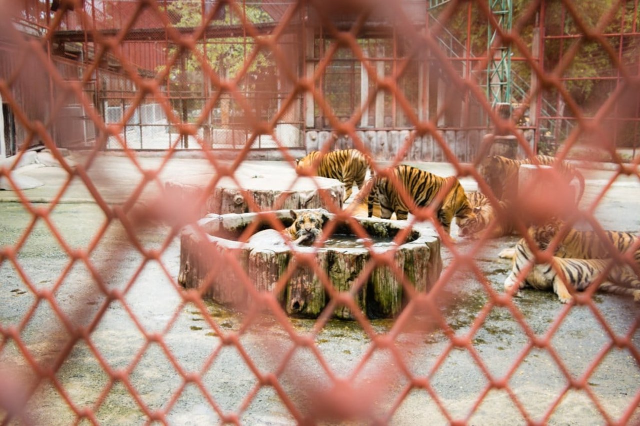 Tigrar hålls i små inhängnader 