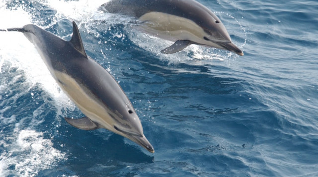 Delfiner i naturen, där de hör hemma