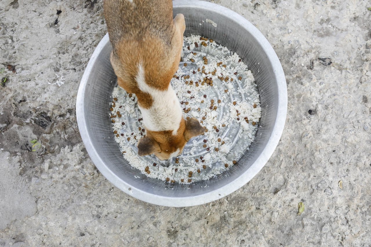 Hund blir matad av volontärer