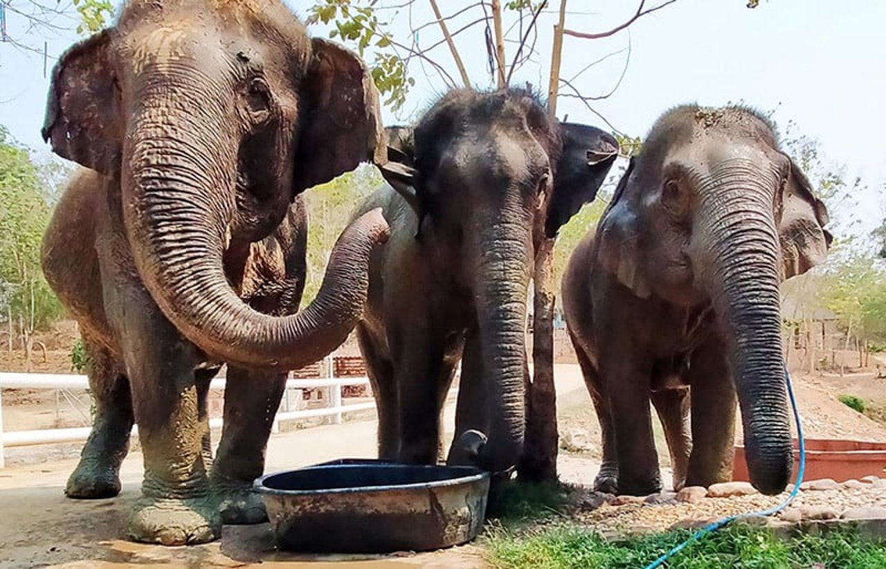 Elephants eating at BLES (Boon Lott’s Elephant Sanctuary)