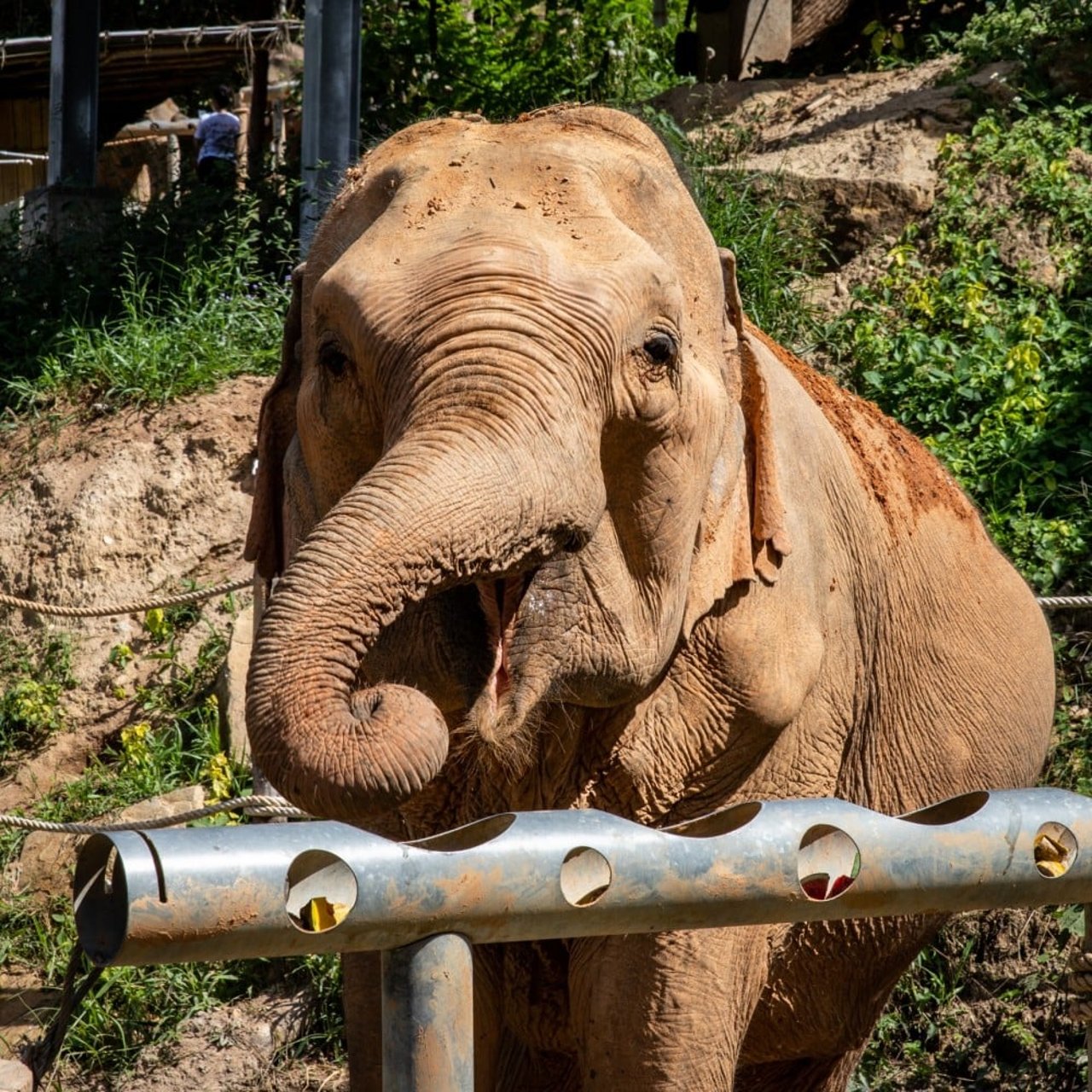 Elefant äter mat i det fria