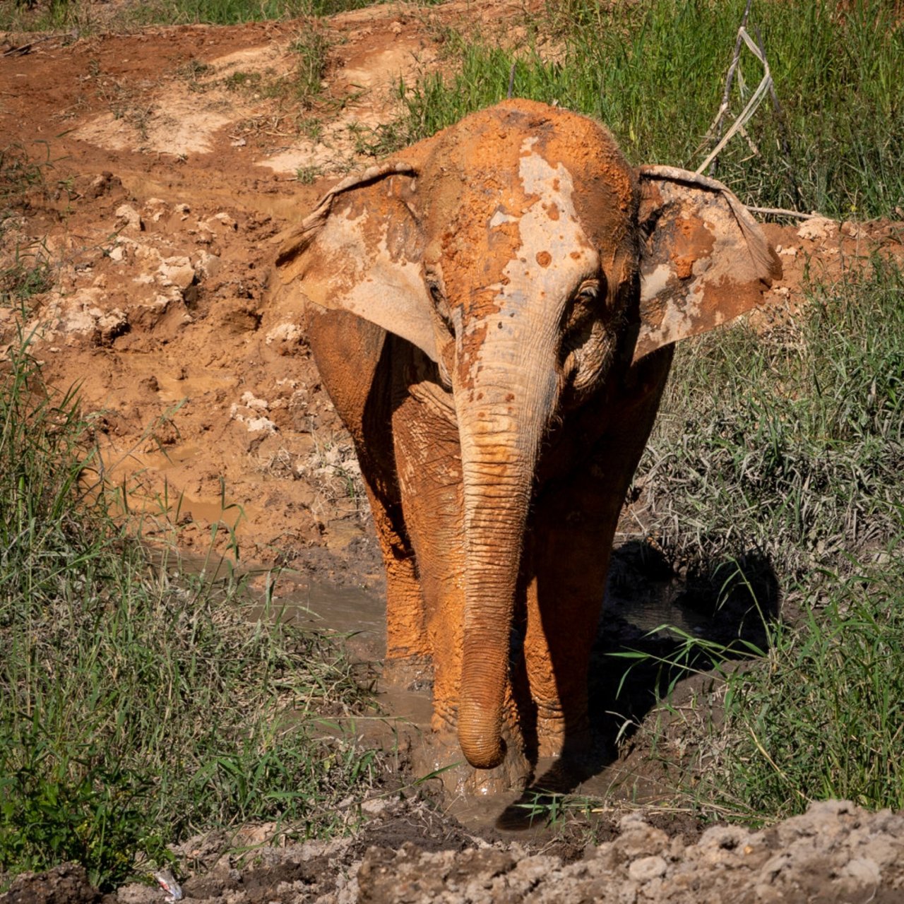 Elefant i det vilda 