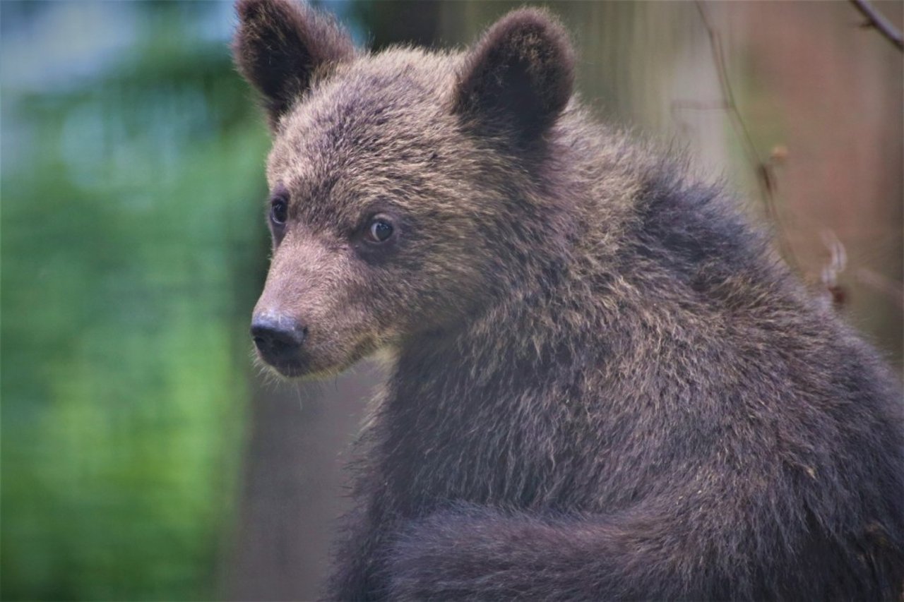 Pictured: Kenya and Bamsee exploring their new home at the Libearty Sanctuary.