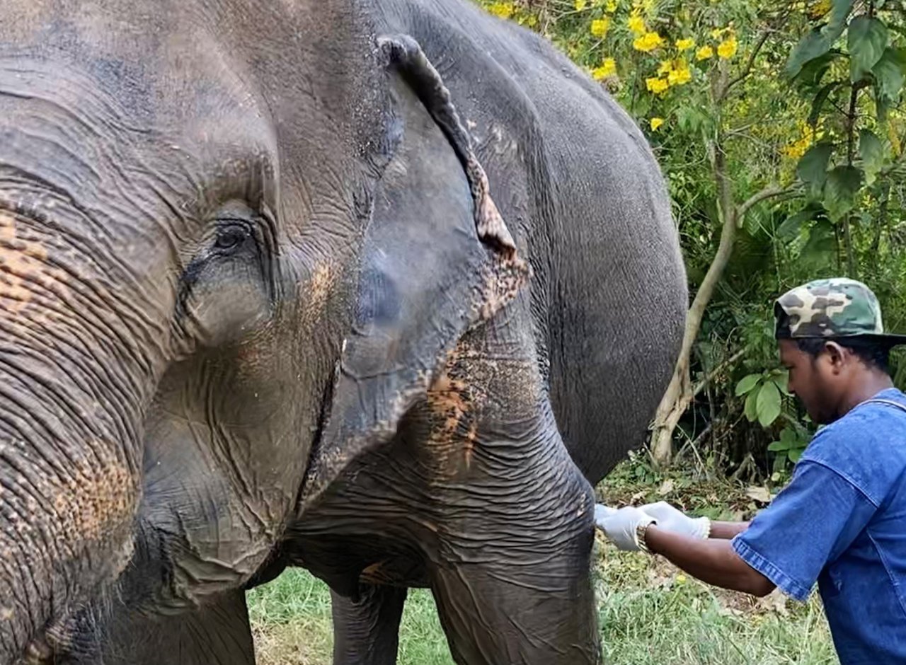 Nam Gaew har en skade efter sin tid i en elefantridningslejr. Hver dag plejer hendes mahout såret.