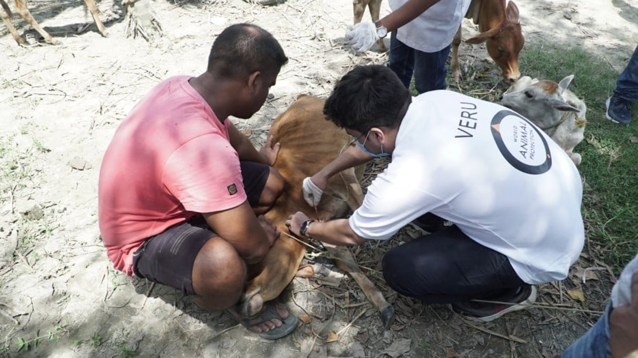 Djur i katastrofer får hjälp 