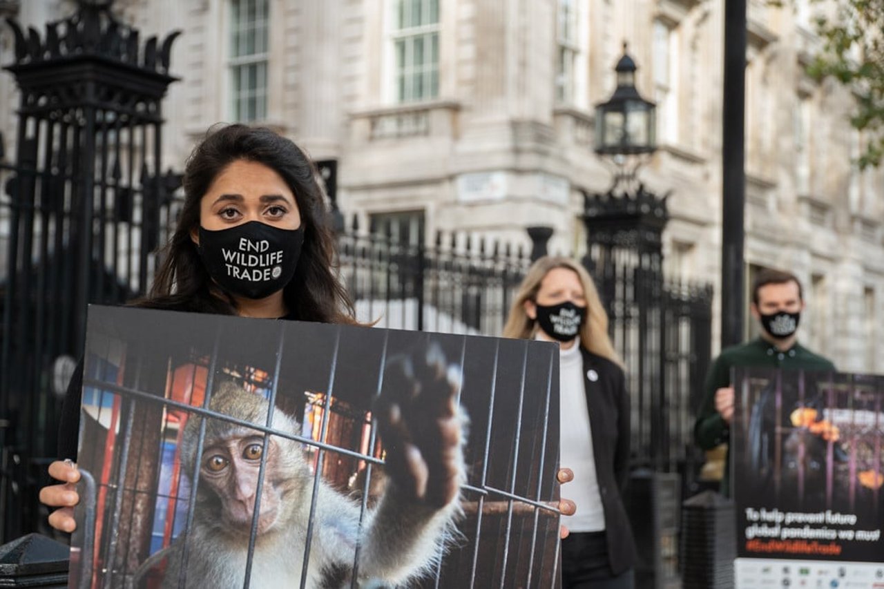 World Animal Protection overrækker underskrifter mod den globale handel med vilde dyr til den engelske regering
