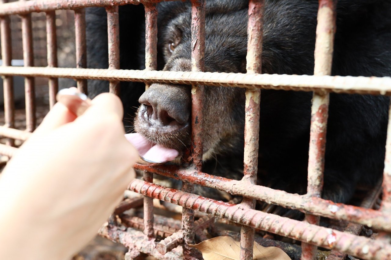 Björn räddad från gallfabrik