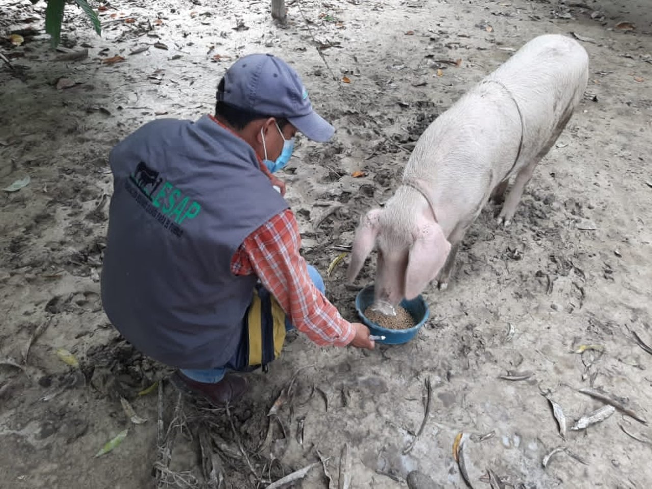 Vi hjälper djur i Centralamerika efter orkanen Iota    