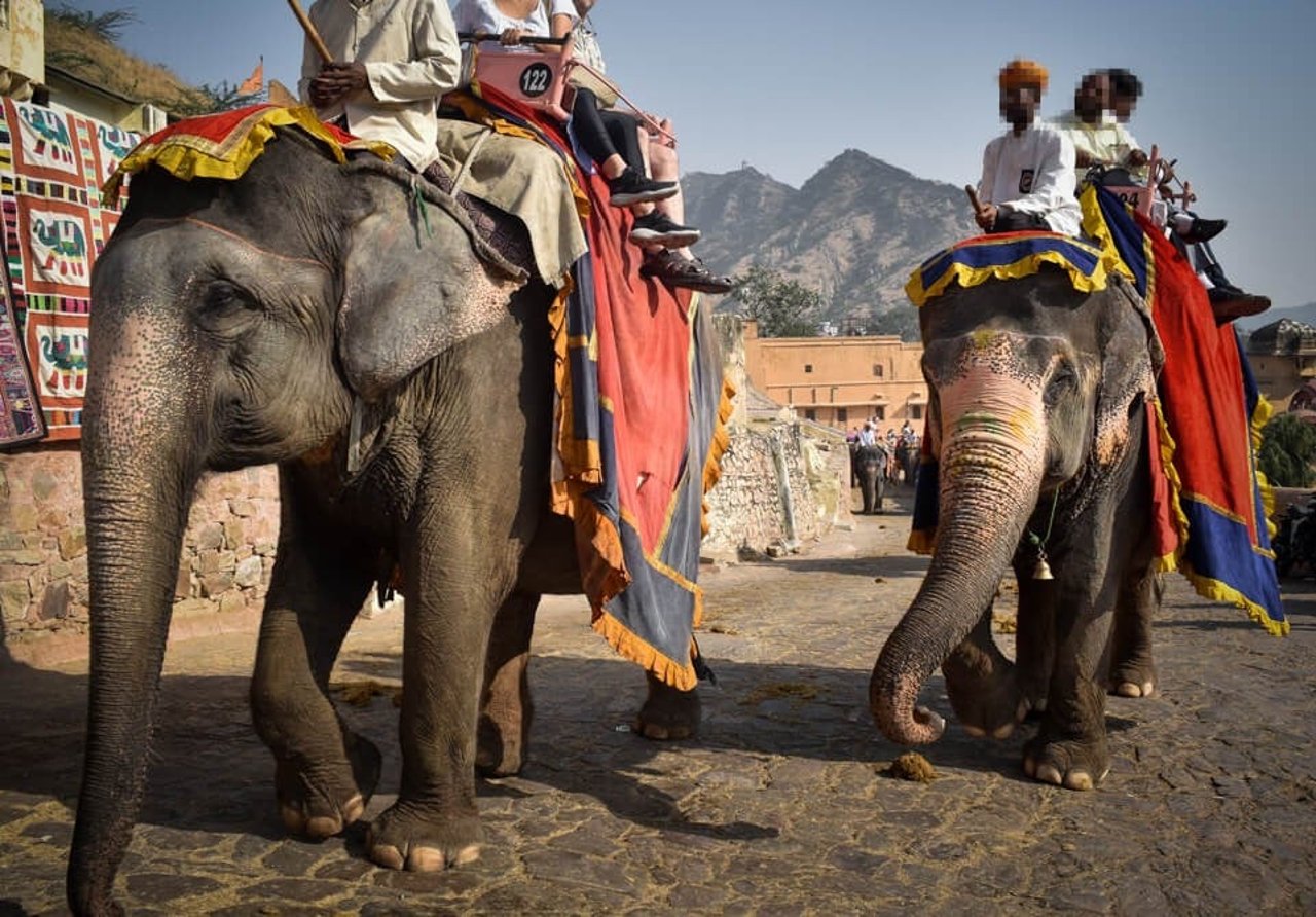 Elephants at Amer Fort