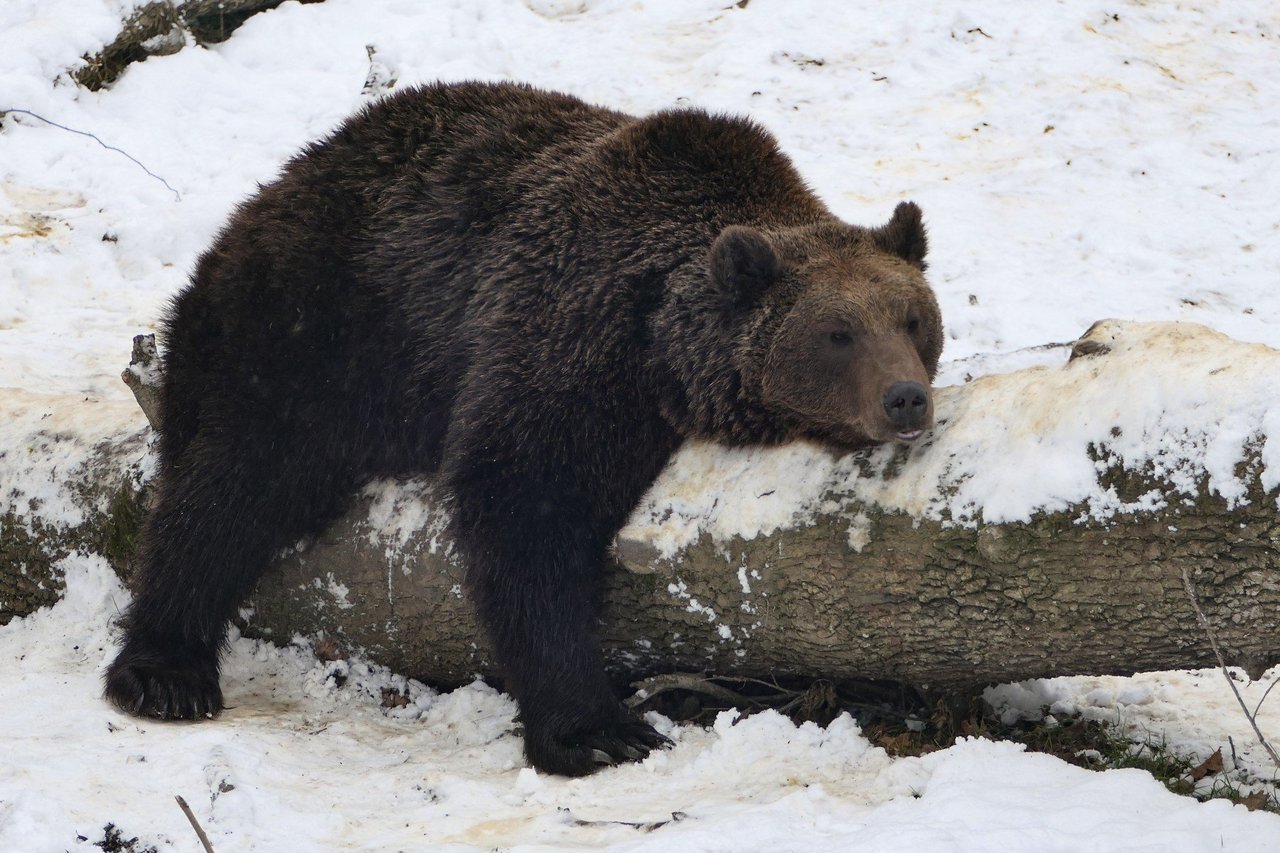 Björn i reservat i Rumänien