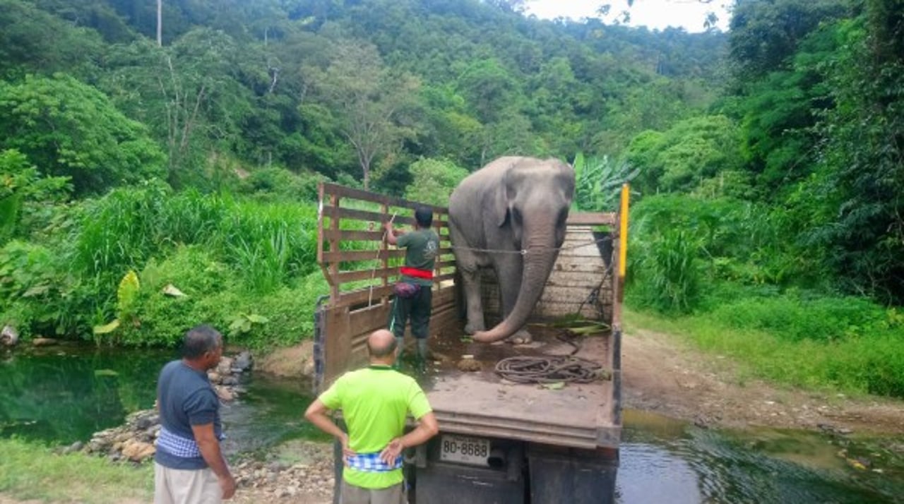 Elefanten Thongsuk lever nu ett nytt, stressfritt liv på Following Giants i Vietnam