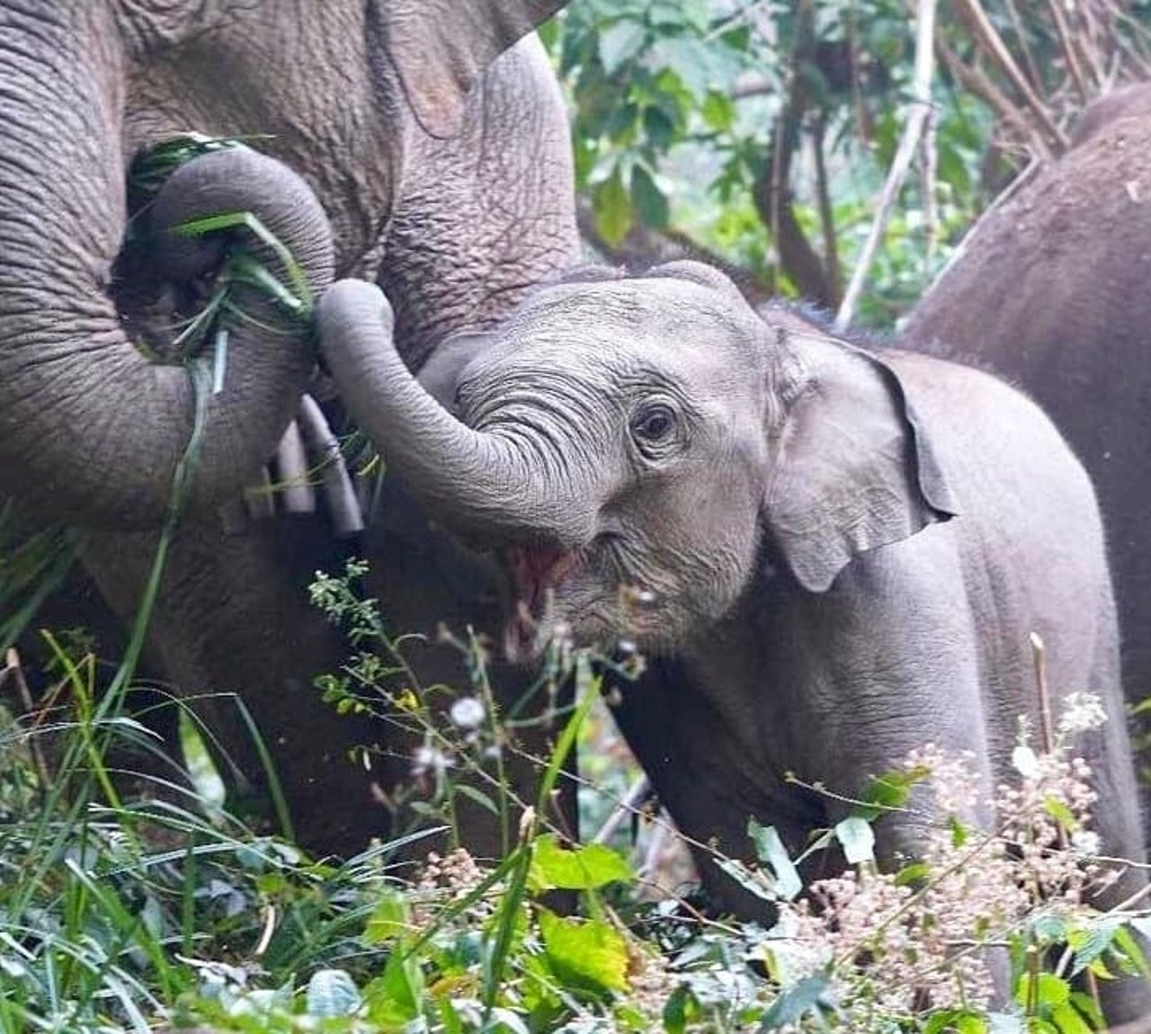 Elefantunge med sin mamma