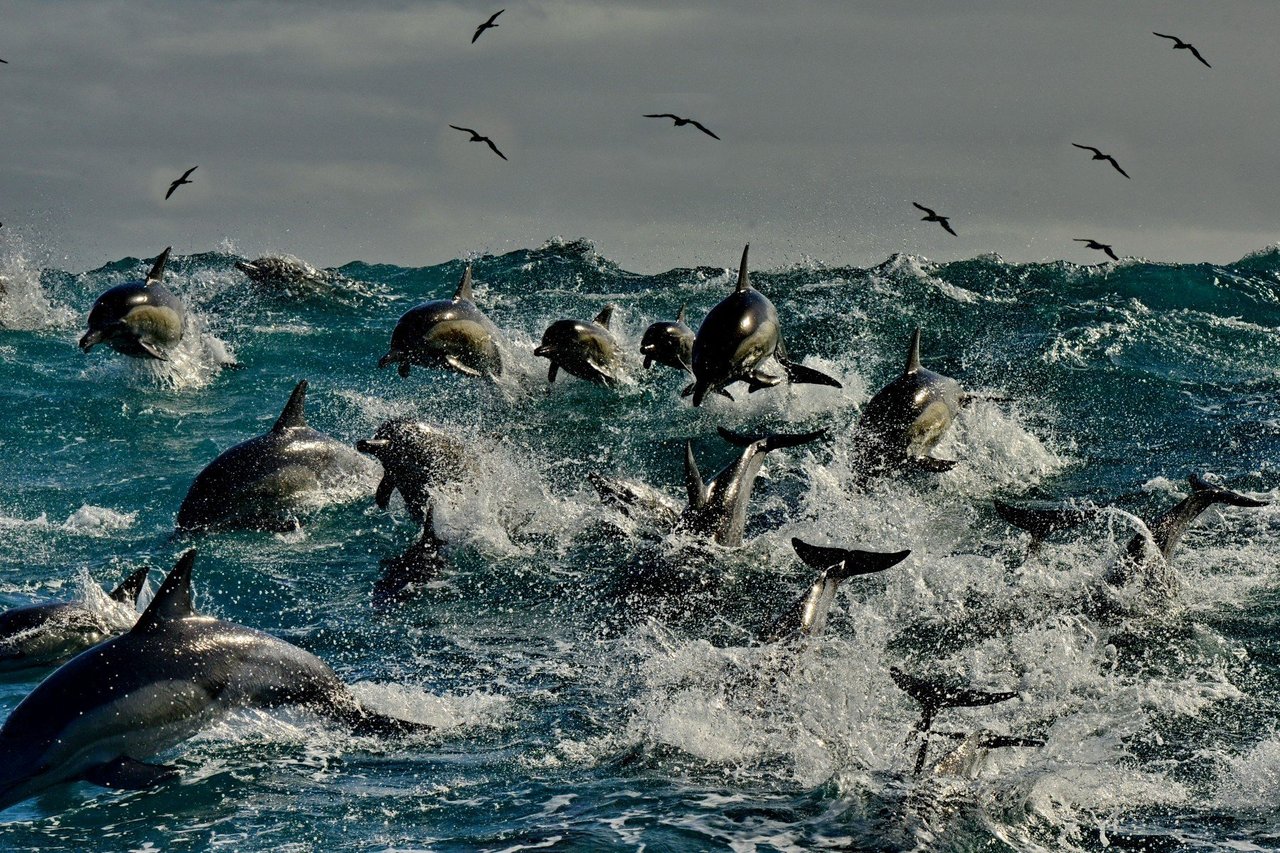  In June 2021 Algoa Bay in South Africa was awarded the Whale Heritage Site