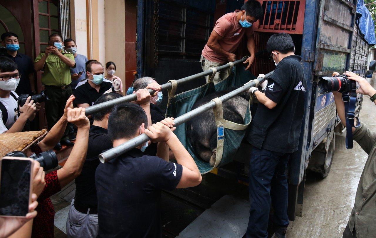 World Animal Protection har varit med och befriat tre björnar från deras lidande i en gallfabrik i Vietnam.