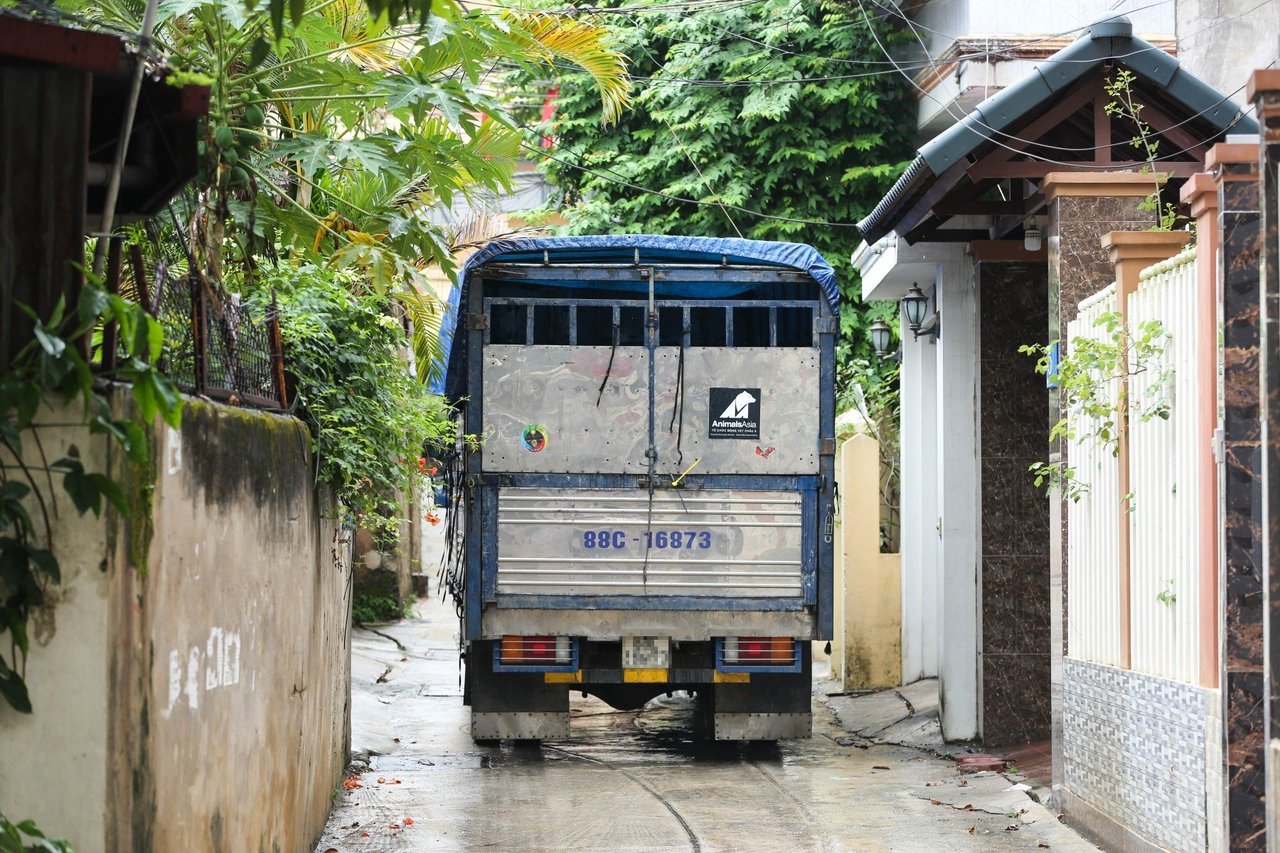 World Animal Protection har varit med och befriat tre björnar från deras lidande i en gallfabrik i Vietnam.