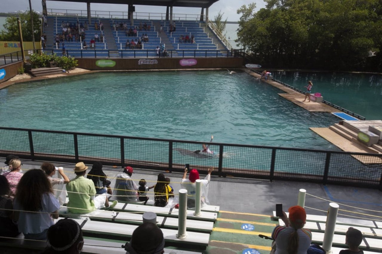 Dolphins in entertainment at Miami Seaquarium, USA. Foto: World Animal Protection